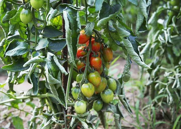 Ca' De Taruffi 3* Sasso Marconi