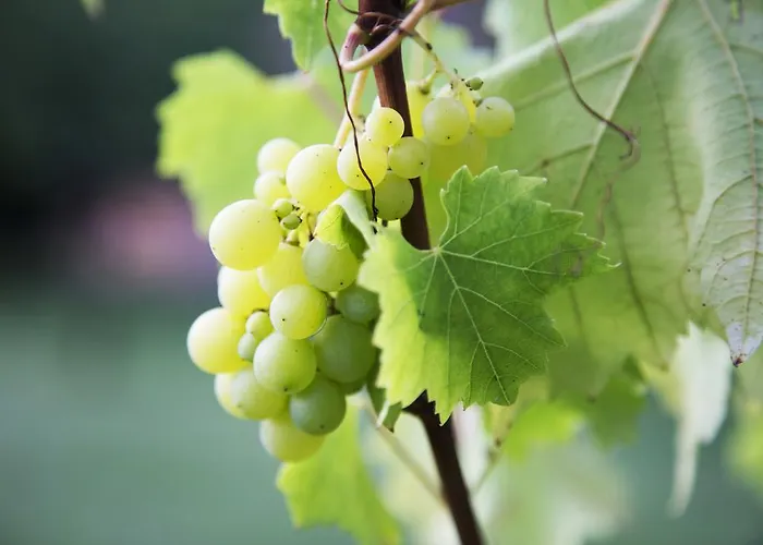 Ca' De Taruffi Bed & Breakfast