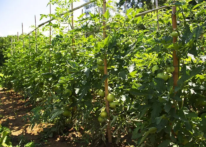 Ca' De Taruffi Bed & Breakfast 3*