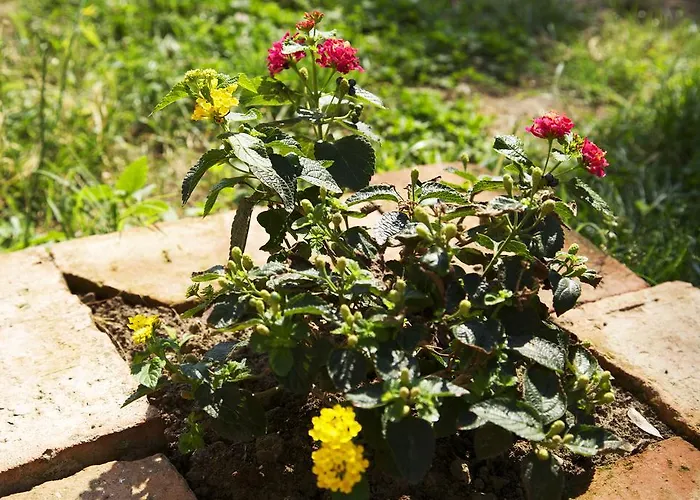 Ca' De Taruffi Bed & Breakfast