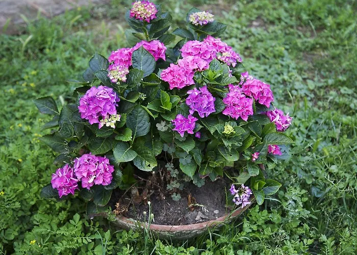 Ca' De Taruffi Bed & Breakfast Sasso Marconi