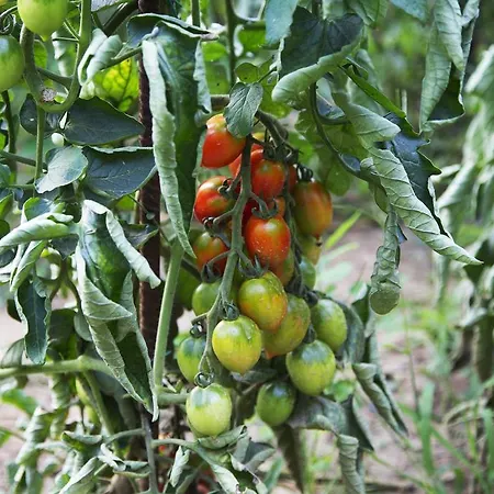 B&B Ca' De Taruffi 3* Сассо-Маркони