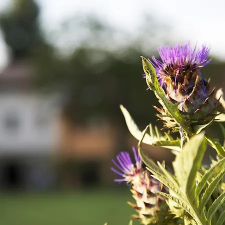 B&B Ca' De Taruffi Сассо-Маркони