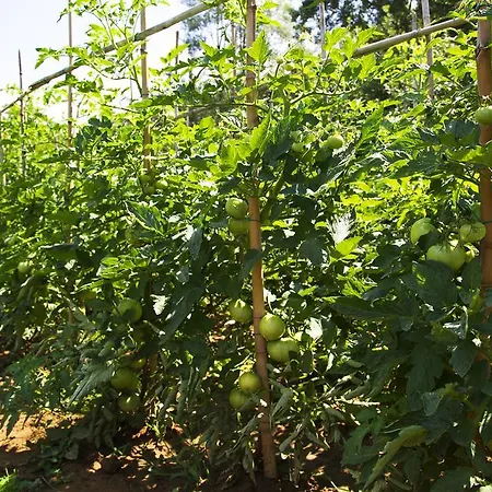 Ca' De Taruffi Bed & Breakfast 3*