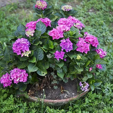 B&B Ca' De Taruffi Отель типа 