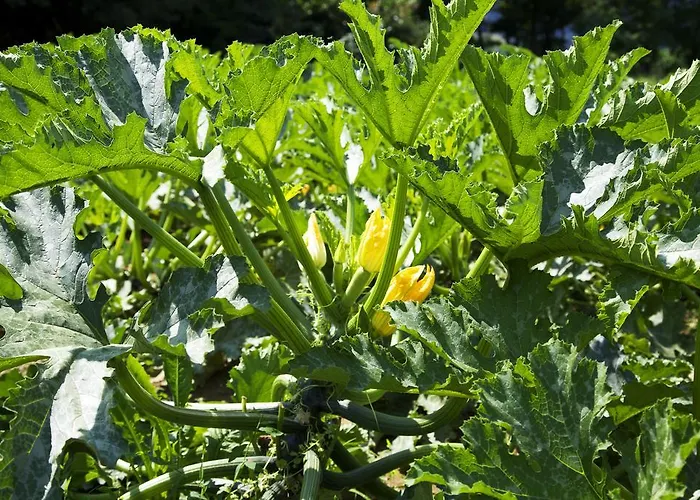 Ca' De Taruffi Sasso Marconi