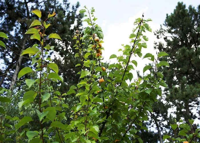 Ca' De Taruffi Bed & Breakfast Sasso Marconi